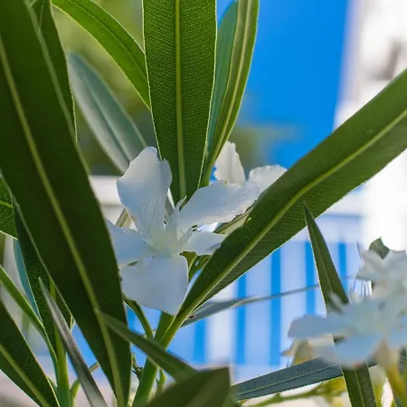 Apartment Amila Crikvenica